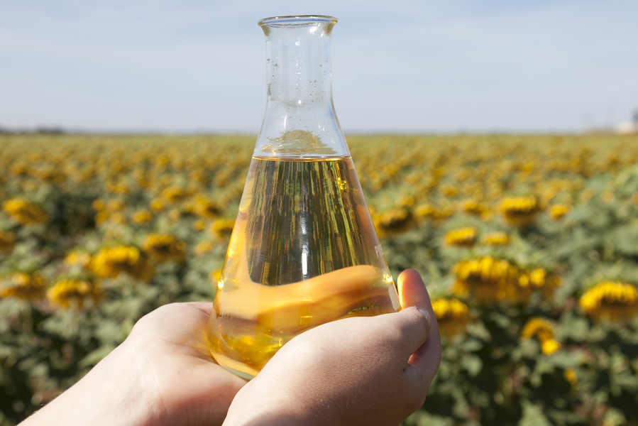 Pourquoi semer du tournesol ? 