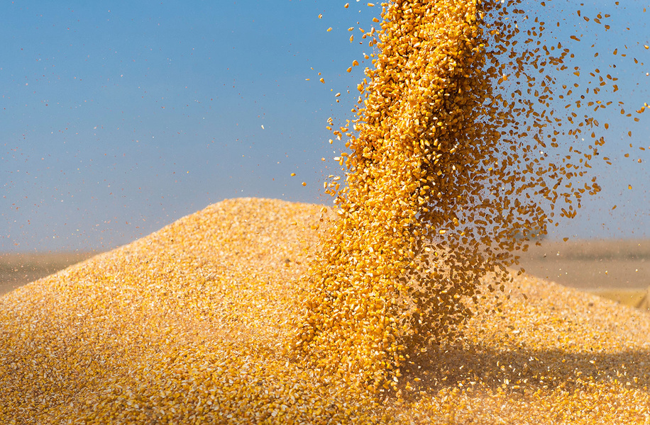 Aléas climatiques : comment sécuriser la performance du maïs grain bio ?