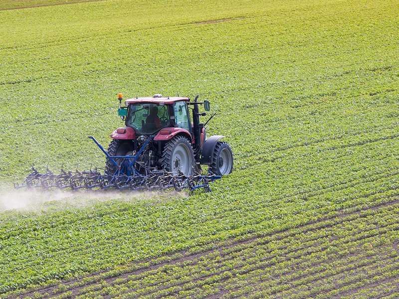 Maïs bio : lutter efficacement contre les mauvaises herbes