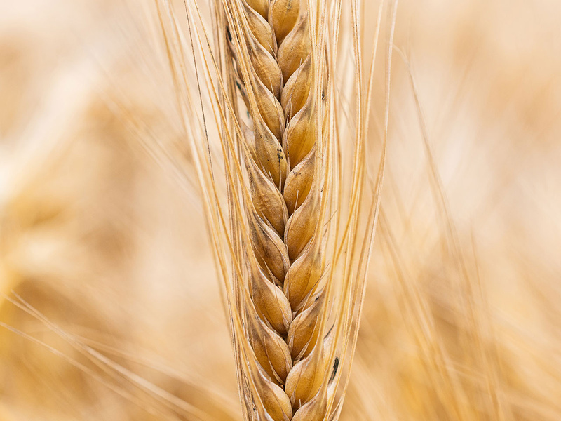 Céréales à paille Bio : satisfaire aux exigences de la filière