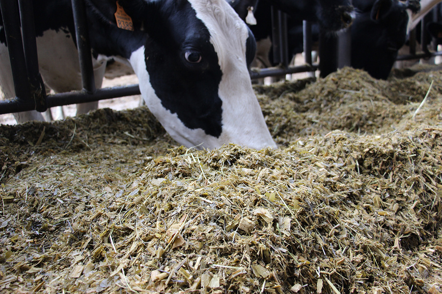 Cru Maïs Ensilage 2024 : valeurs alimentaires des maïs fourrage