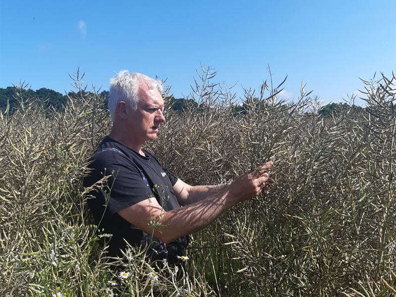 Colza Bio : comment passer un été serein ?