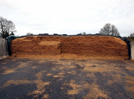 Silo de maïs fourrage, comment le réussir ?