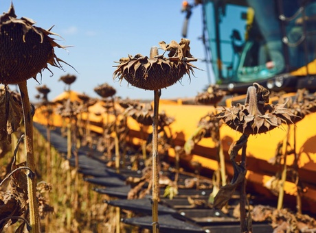 Nos 4 conseils pour optimiser le rendement du tournesol