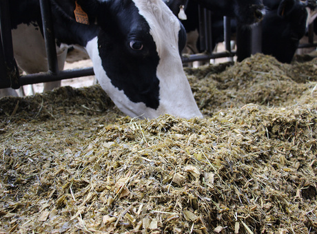 Cru Maïs Ensilage 2024 : valeurs alimentaires des maïs fourrage