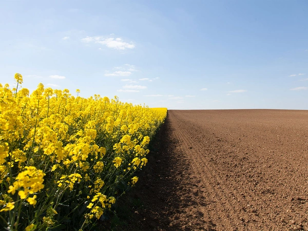 Oleosyn Bio : la filière oléagineuse 100% biologique qui trace sa route