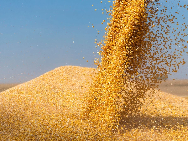 Aléas climatiques : comment sécuriser la performance du maïs grain bio ?