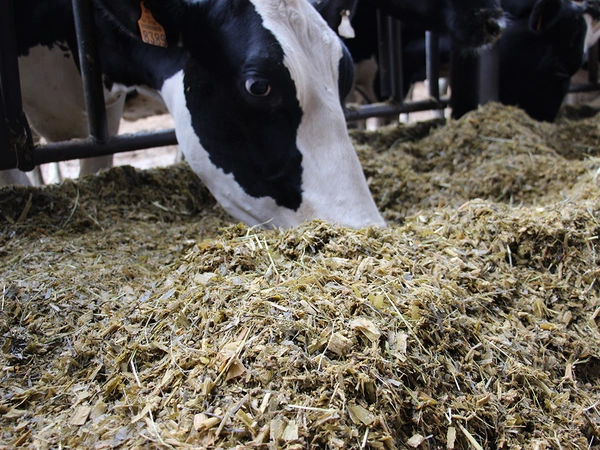 Cru Maïs Ensilage 2024 : valeurs alimentaires des maïs fourrage