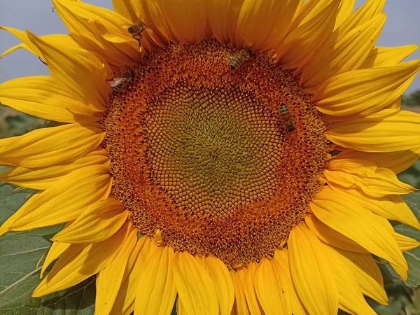 Tournesol Bio : miser sur la qualité de l'implantation