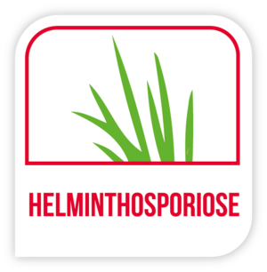 Helminthosporiose