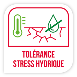 Tolérance stress hydrique