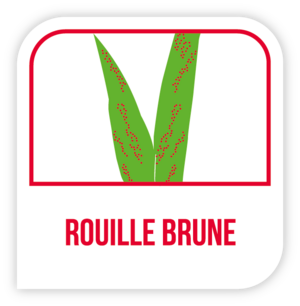 Rouille brune