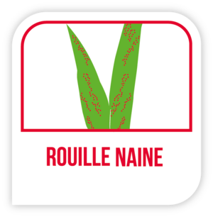 Rouille naine