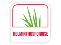 Helminthosporiose