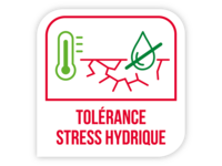 Tolérance stress hydrique