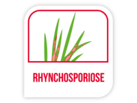 Rhynchosporiose