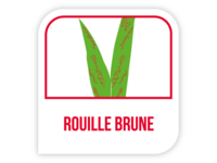 Rouille brune