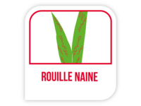 Rouille naine