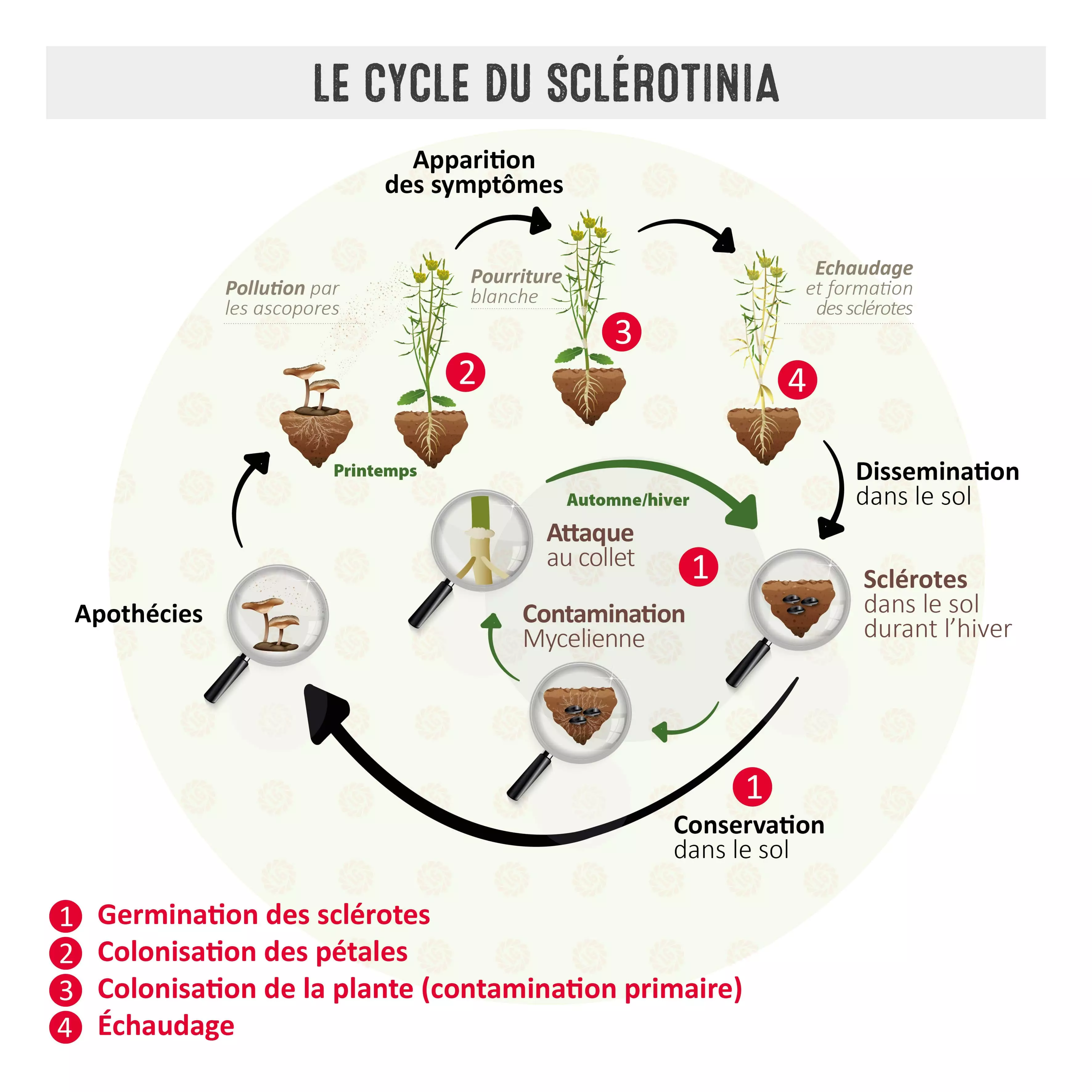 Visuel Le cycle du sclérotinia