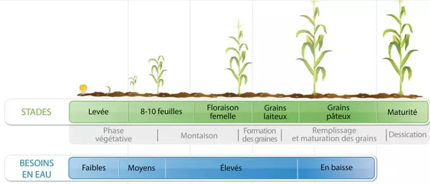 Visuel Besoins-eau-stades-mais.png