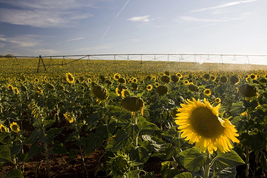 Visuel Photo_irrigation_tournesol_Adobe_Stock-900x600.jpg