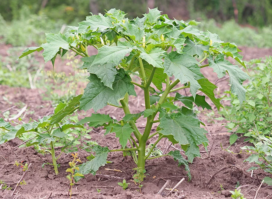 Visuel Datura-AdobeStock_464099423-900x600.jpg