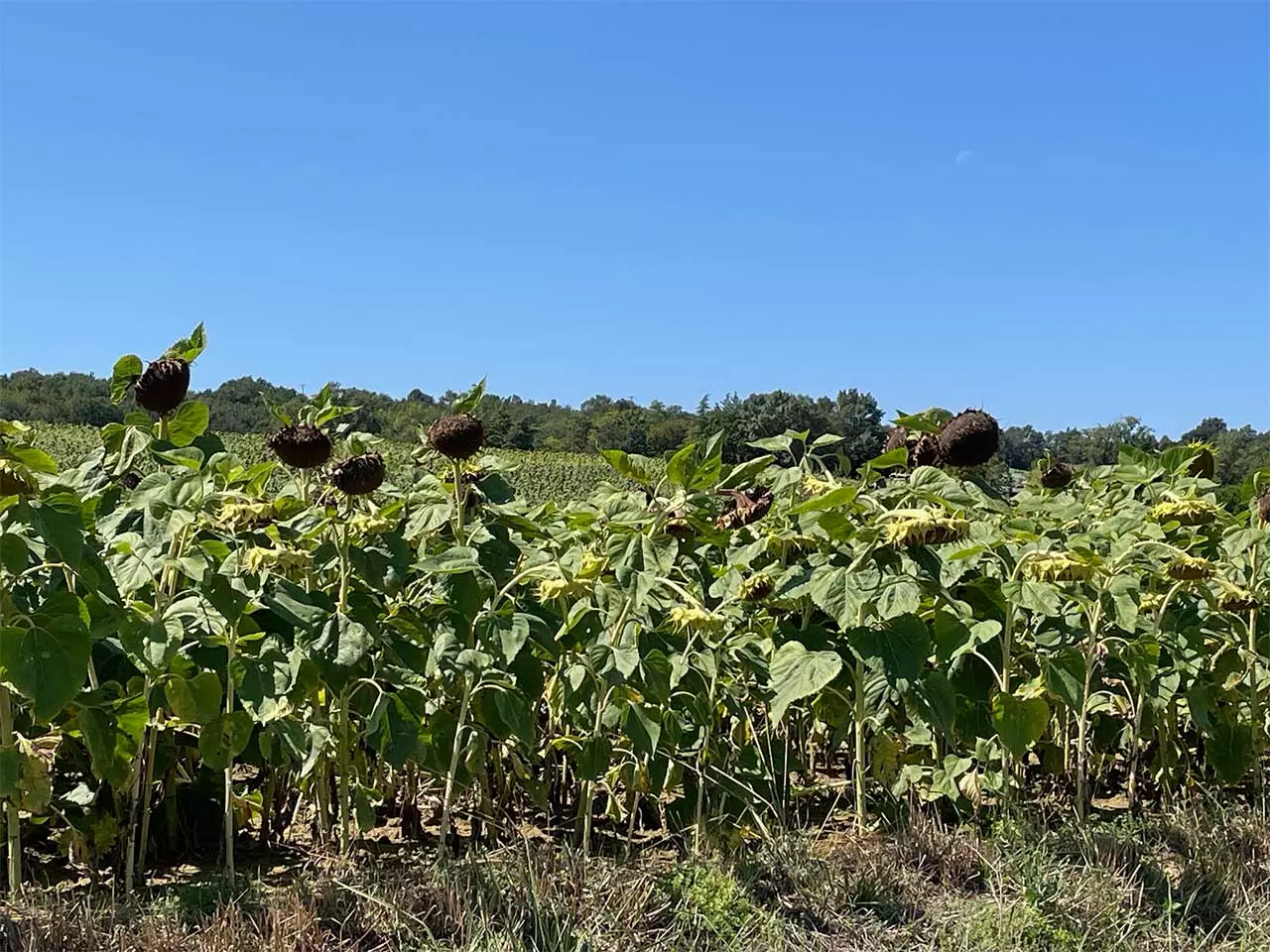 Visuel Tournesol-Aude.jpg