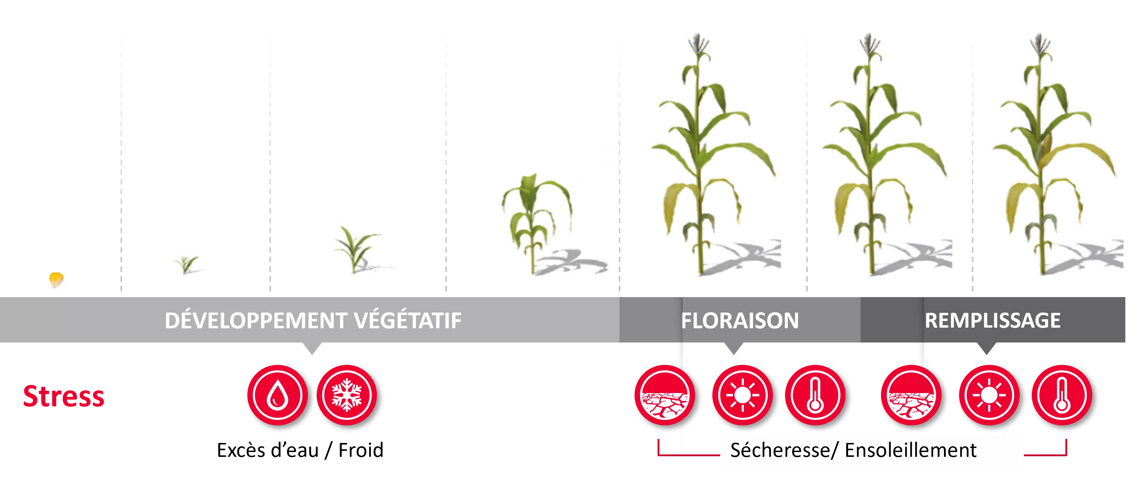 Visuel Stress maïs.png